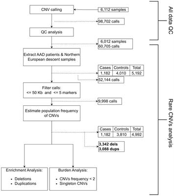 Rare copy number variation in autoimmune Addison’s disease